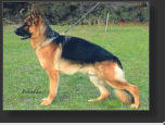 Tobi v.d.zwei Steinen  WT: 30.04.2002